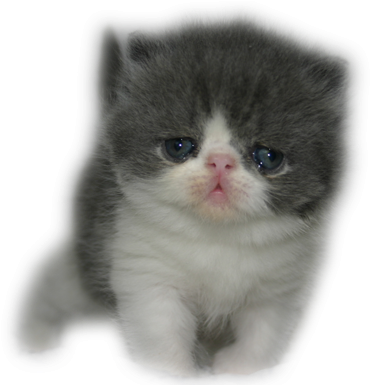 Cider's Haven Cattery - Purebred Persian Kitten (576x384), Png Download