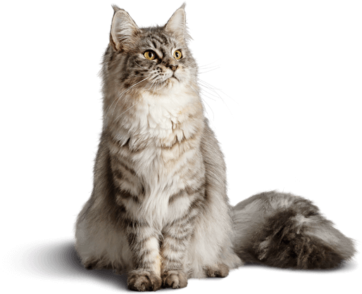 Weight Management Formula For Adult Cats - Diamond Care Weight Management Cat (523x418), Png Download