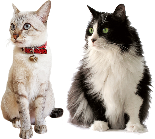 Cat Care Services In Illinois - Ração Sabor E Vida Gatos Carne E Fígado - 3kg (604x543), Png Download