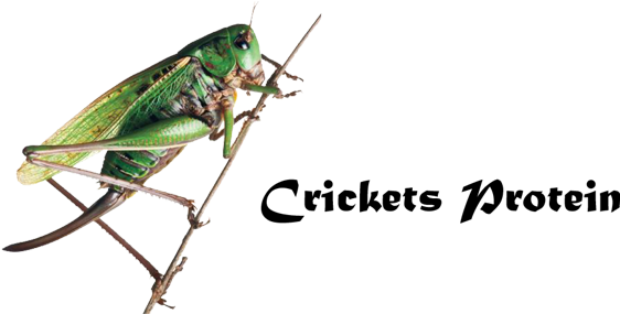 Bugs [book] (590x322), Png Download