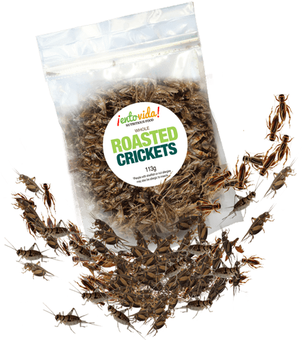 Edible Roasted Crickets - Crickets Roasted (500x500), Png Download