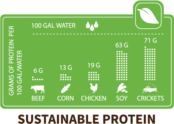 Chapul Why Eat Crickets - Protein In Crickets (800x487), Png Download