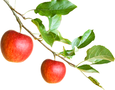 Answers To Anorexia: A Breakthrough Nutritional Treatment (400x311), Png Download