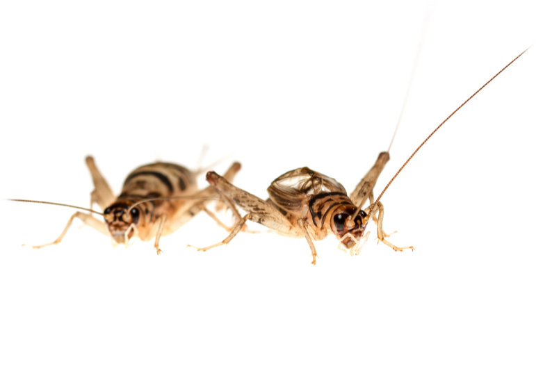 Food Supply Not 'live Fast, Die Young' Mentality Makes - Membrane-winged Insect (771x557), Png Download