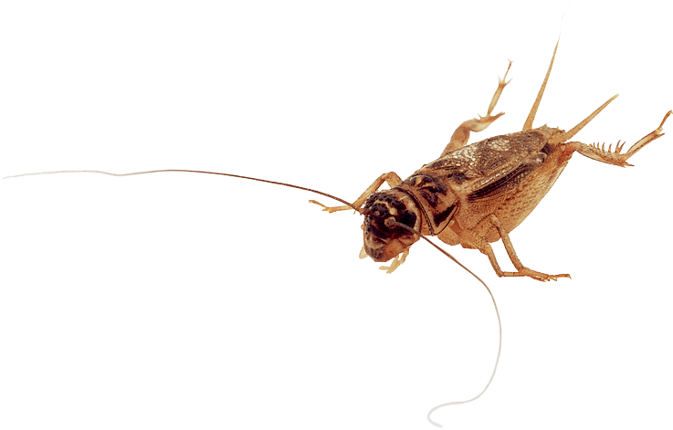 Worm Facts - Net-winged Insects (2073x1500), Png Download