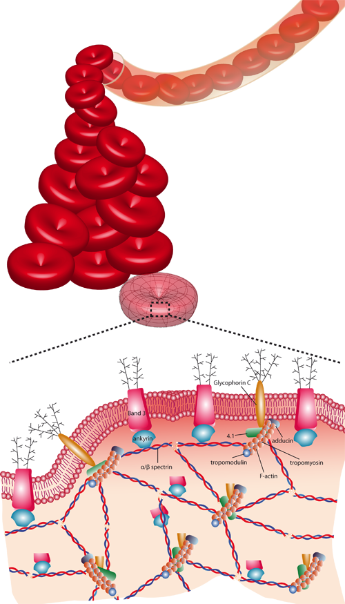 Architecture Of The Cytoskeleton In Red Blood Cells - Red Blood Cell Cytoskeleton (500x875), Png Download