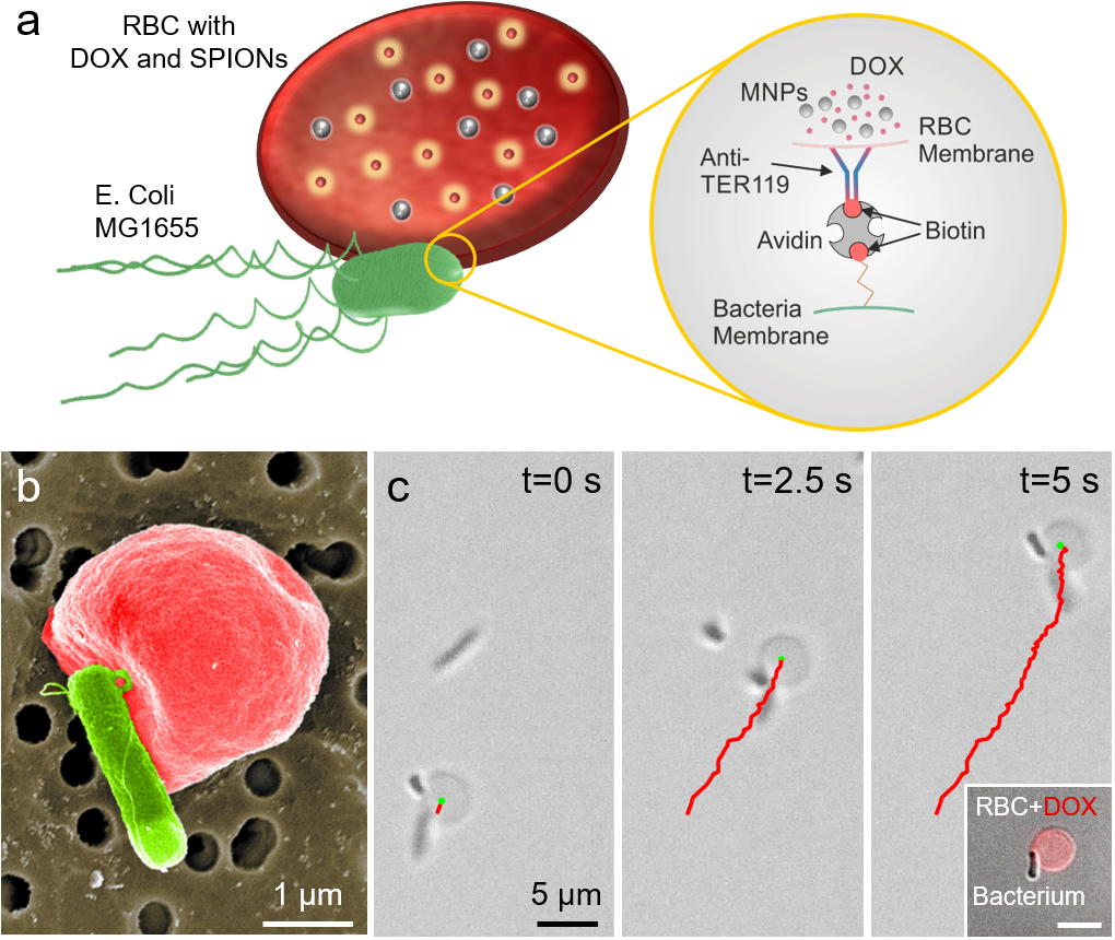 Ahmet Fatih Tabak, Joshua Giltinan, Oncay Yasa, Yunus - E Coli Binding Erythrocytes Membrane (1044x883), Png Download