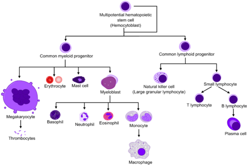Differentiation Of Red Blood Cell[✎ Edit - Lymphocytes Vs Neutrophils (500x333), Png Download