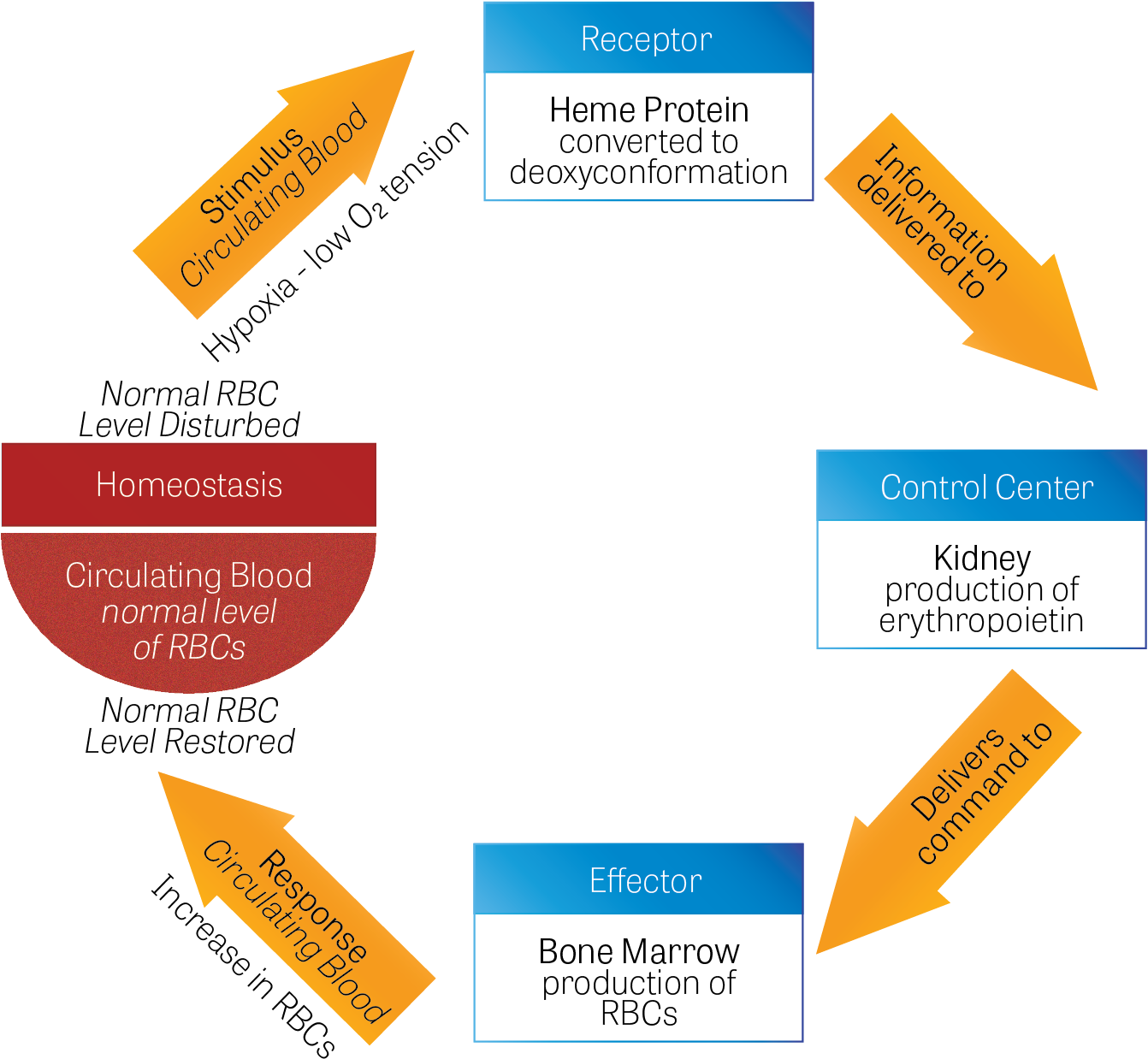 Diagram Of Homeostatic Mechanisms To Restore Levels - Red Blood Cell (1408x1291), Png Download