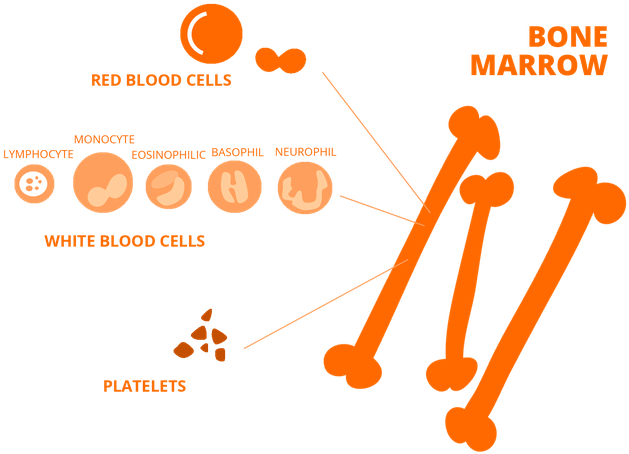 La Medula Osea Eng Ok - Red Blood Cell (640x462), Png Download