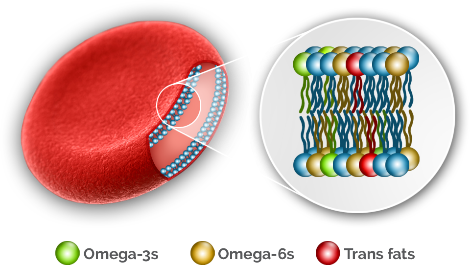 Oq Red Blood Cell Plus - Omega 3 Red Blood Cells (1000x826), Png Download