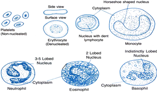 Red Blood Corpuscles (rbc) - Science (517x309), Png Download