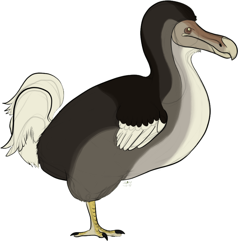 Dodo - Flightless Bird (897x826), Png Download