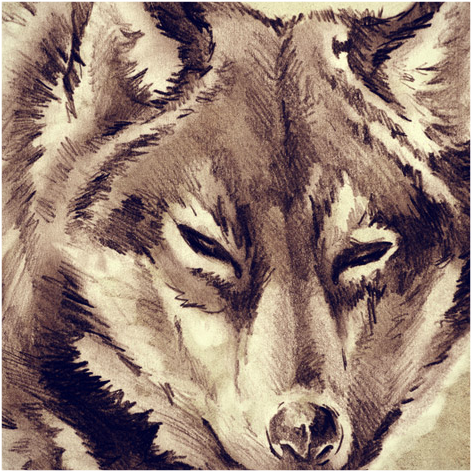 Wolf-tattoo - Designart 'wolf Head Tattoo Sketch' Digital Art Circle (892x502), Png Download