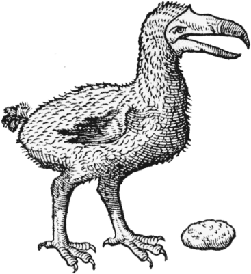 Image Of A Dodo By Carolus Clusius, Based On Eyewitness - Dodo (388x400), Png Download