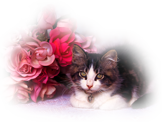 474k Chinablue 20 Feb 2011 - Boa Tarde Com Carinho (533x400), Png Download