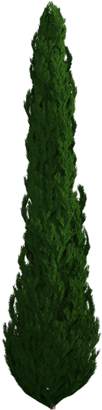 Tree Png Download - Tree (1020x1020), Png Download