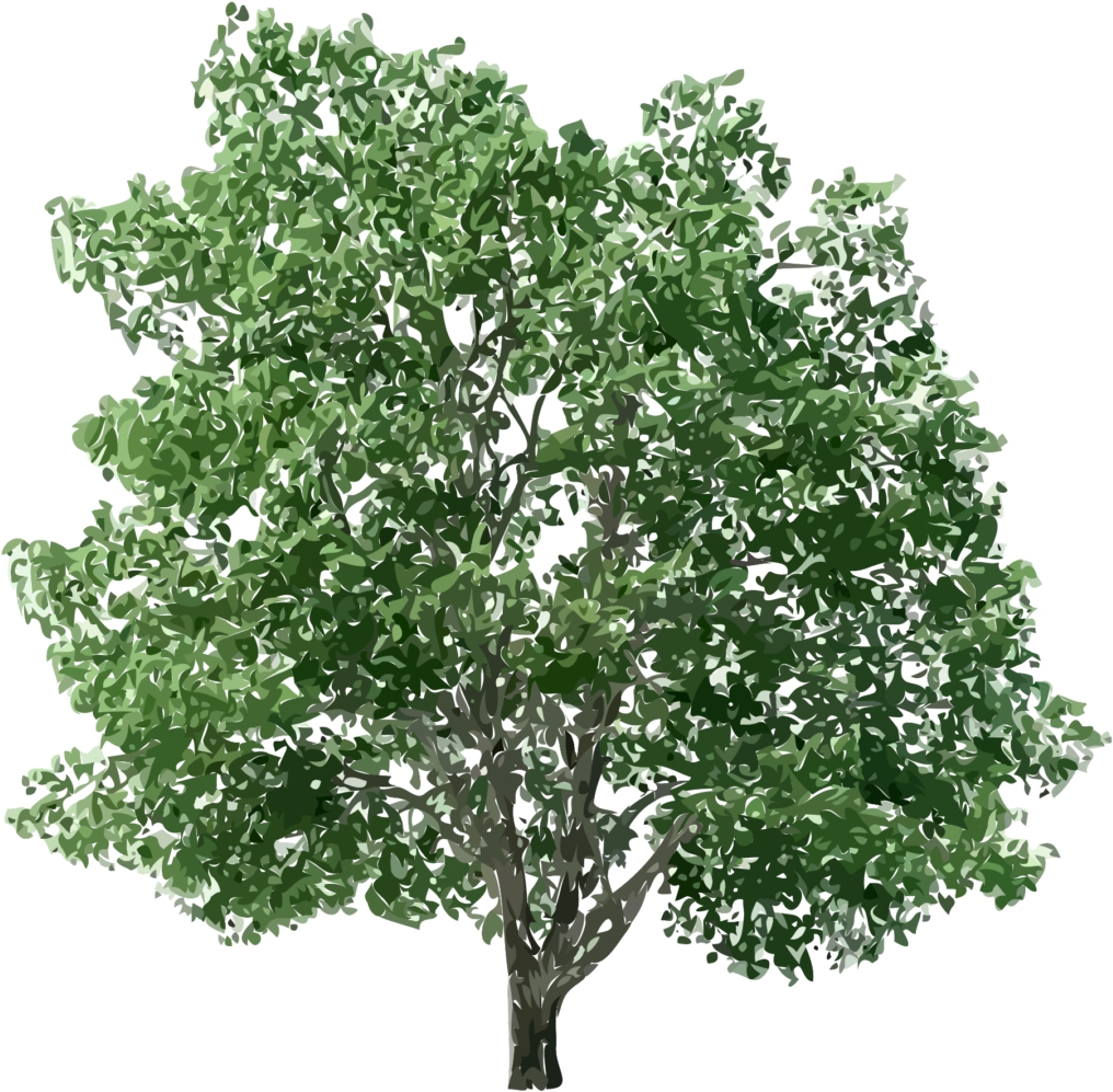 Download Tree Png Download PNG Image with No Background - PNGkey.com