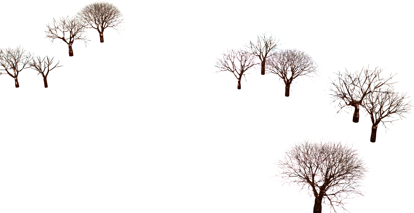 January 19 - Oak (1920x1080), Png Download