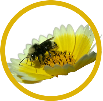 Yellow-faced Bumble Bee, Bombus Vosnesenskii - Sunflower (350x346), Png Download