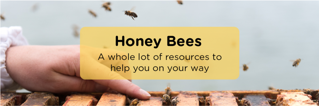 Honeybee (1024x645), Png Download