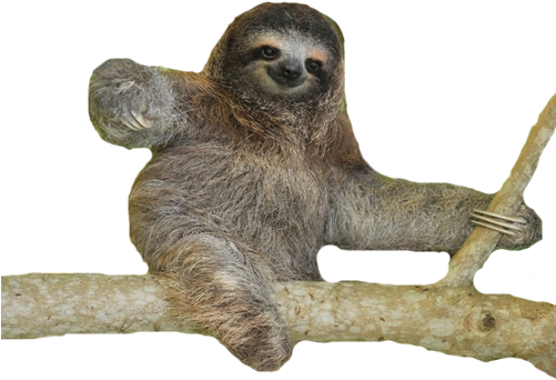 Image - Sloths (blastoff! Readers: Animal Safari) (500x370), Png Download