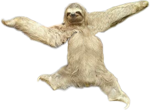Sloth Png Transparent Images - Sloth Png - Free Transparent PNG