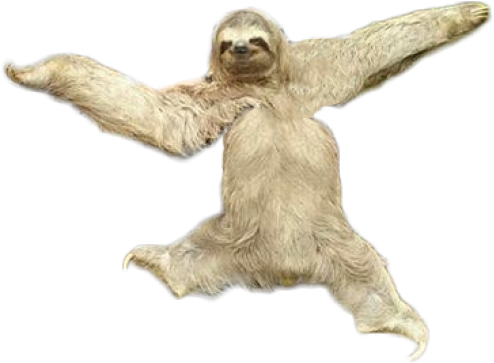 Sloth Png Transparent Images - Sloth Png (640x480), Png Download