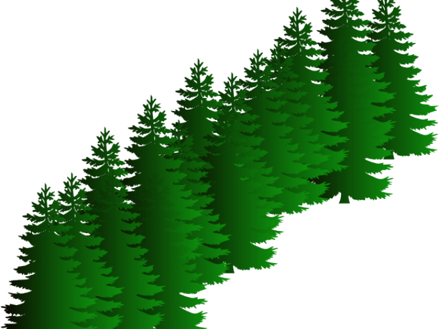 Fir Clipart Evergreen Tree - Pine Trees Black And White (640x480), Png Download