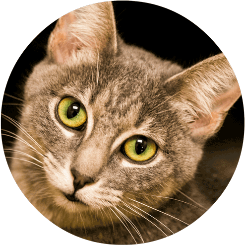 Cat - Domestic Short-haired Cat (500x505), Png Download