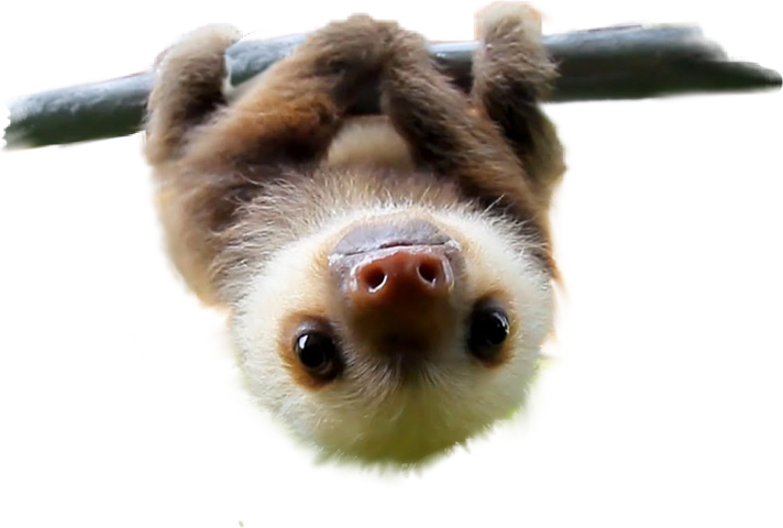 Cute Sloths Pillowcasestwo Sides Printedrectangle Zippered (712x480), Png Download