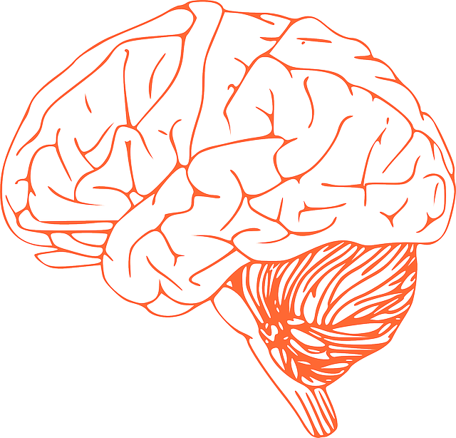 Brain Stem Diagram - Brain Clipart Png (640x614), Png Download