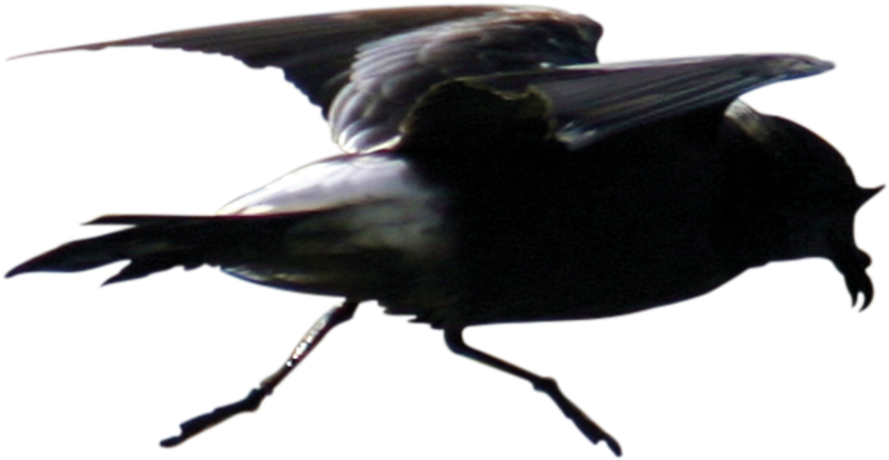Small, Dark With A Distinctive White Rump - Fish Crow (960x541), Png Download