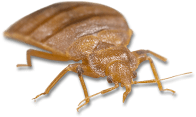 Light Brown Bed Bug - Bed Bug Bites (400x400), Png Download