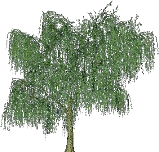 3d Trees - Weeping Willow - Sauce Lloron Png (750x527), Png Download