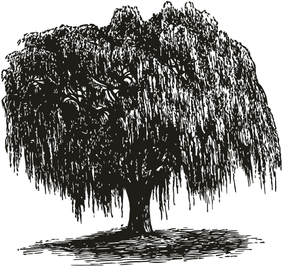 Smock Weeping Willow Motif - Stretched Canvas Print: Brinkman's Weeping Willow Tree (696x696), Png Download