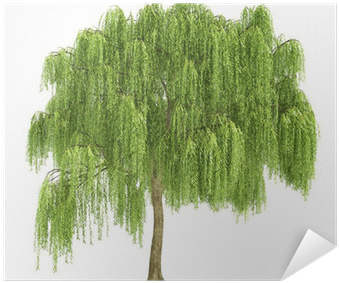 Willow Tree Cut Out (400x400), Png Download