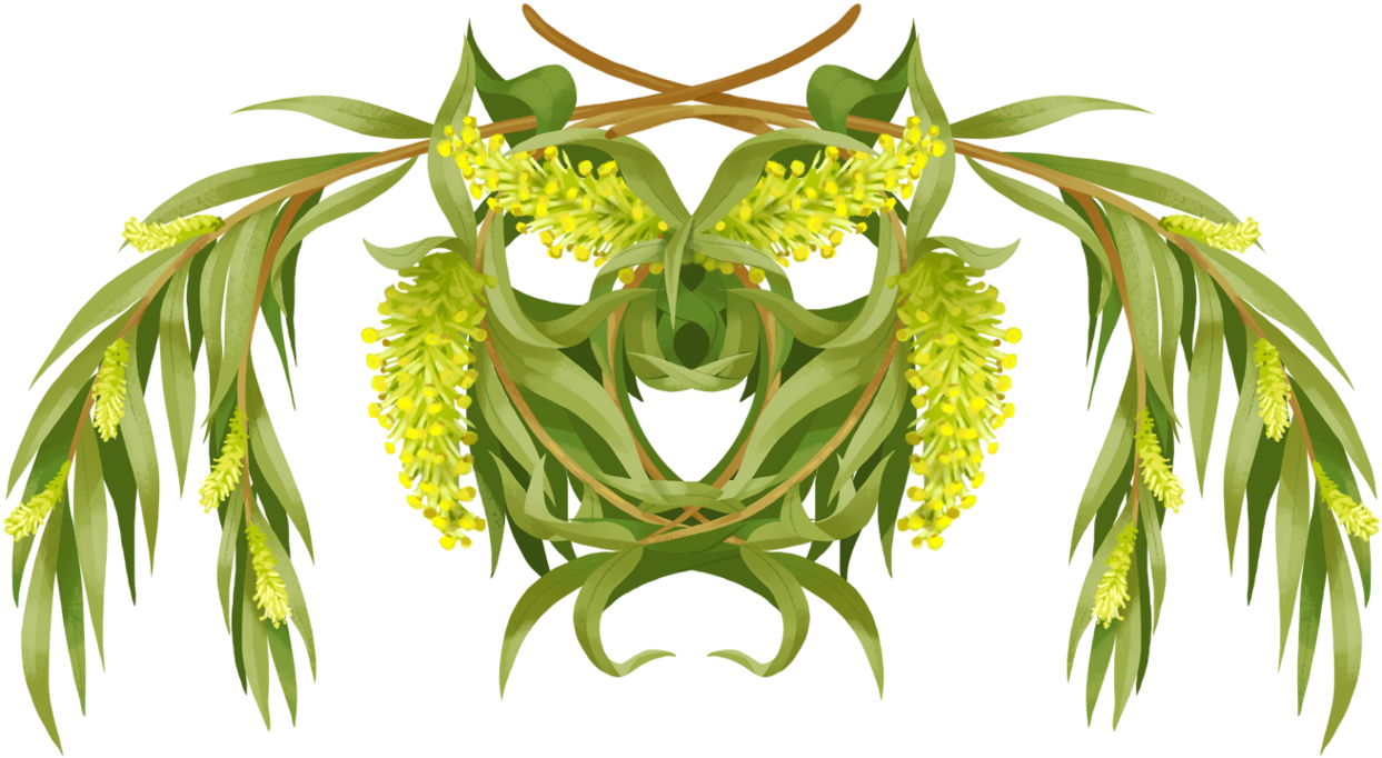 Weeping Willow // Recovery, Flexibility, Hope - Perennial Plant (1280x711), Png Download