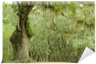 Birch (400x400), Png Download