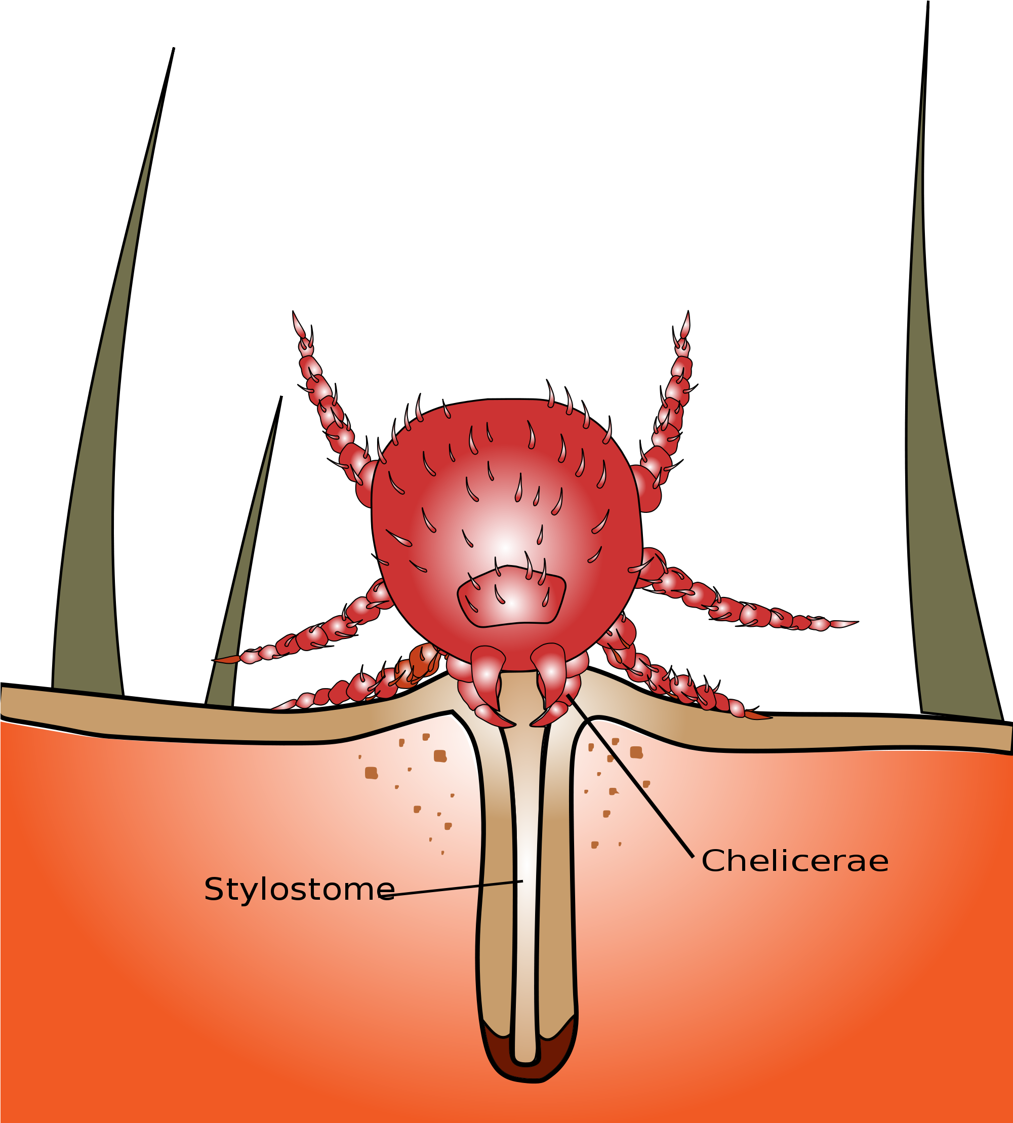 Open - Chigger Bug (2000x2361), Png Download