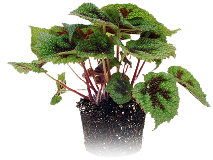 Mini Plant - Mini Cooper (427x322), Png Download