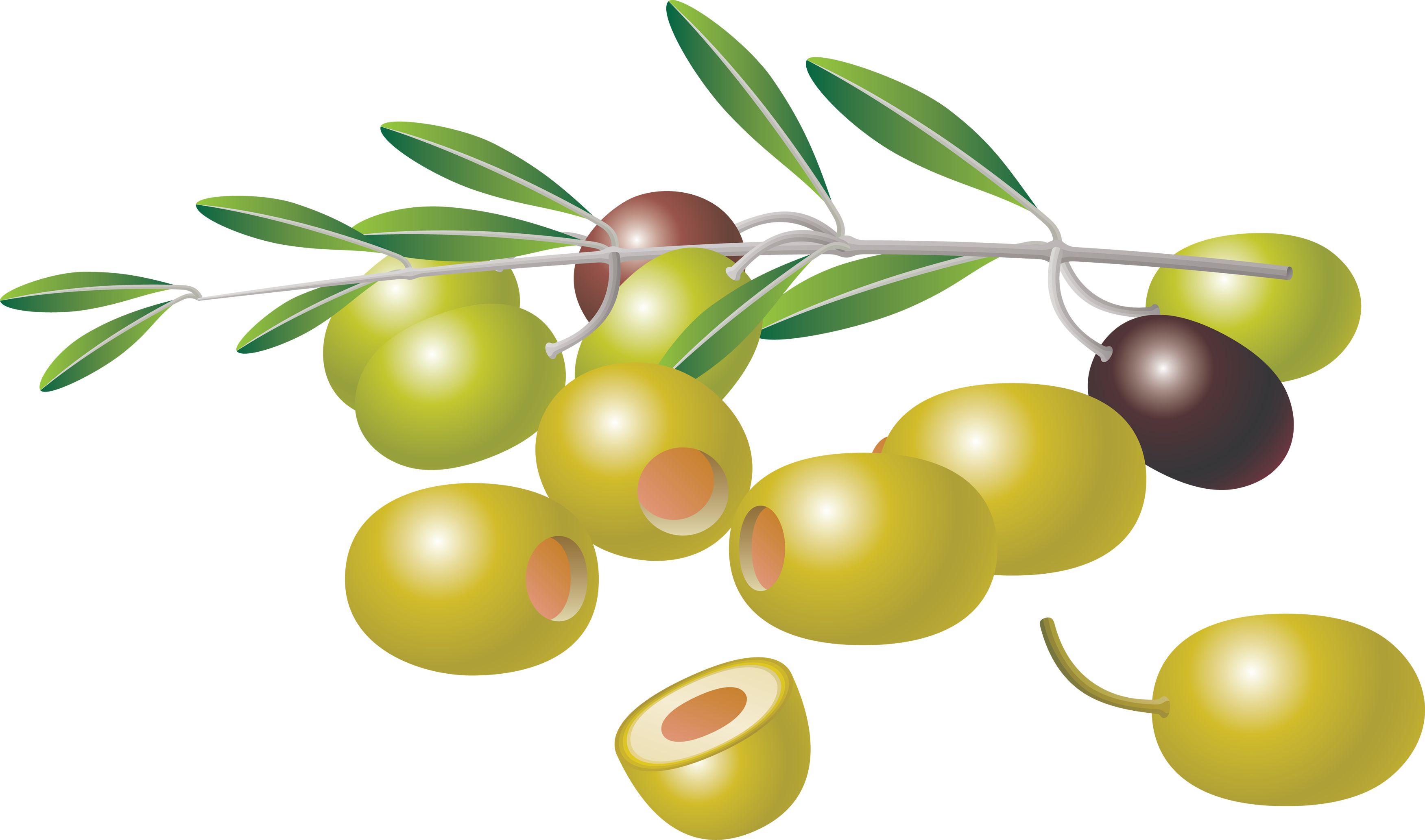 Free Vector Olive (3503x2066), Png Download