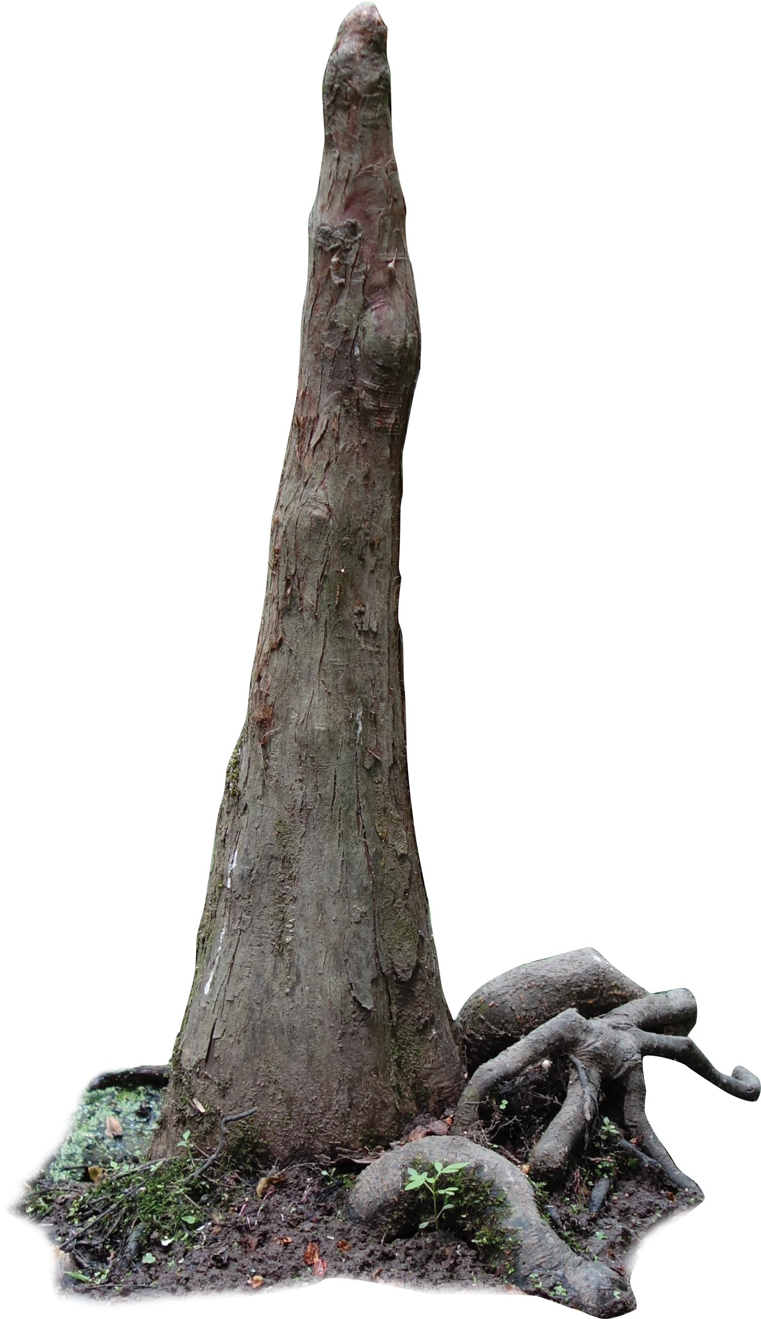 Cypress Knee - Swamp Cypress Png (1596x2664), Png Download