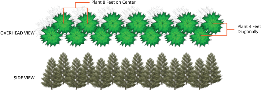 Leyland Double Spacing - Double Staggered Row Hedge (880x318), Png Download