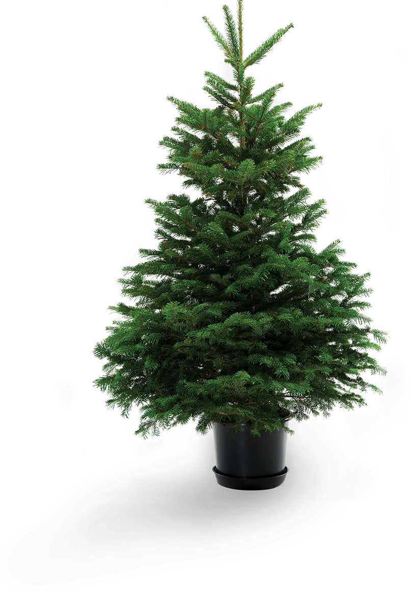 Download Living Christmas Tree PNG Image with No Background