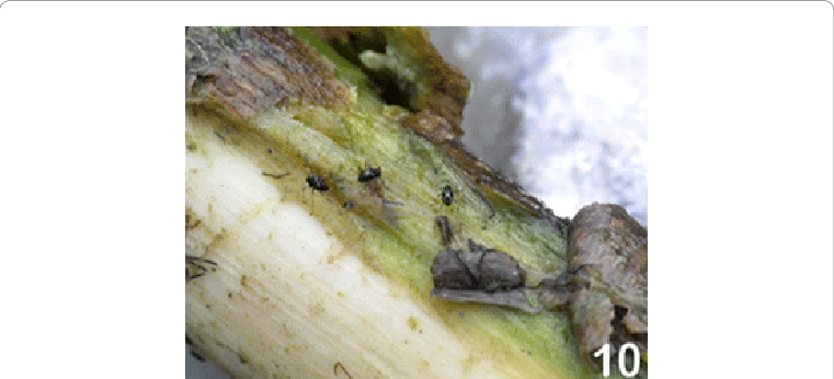 A Piece Of Wood Taken Off From A Run Section Of A River - Ancyronyx Schillhammeri (761x346), Png Download