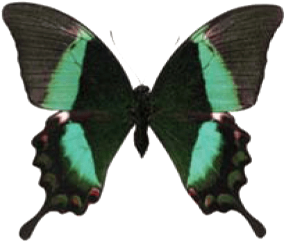 Butterfly House At Put In Bay - Emerald Swallowtail (418x354), Png Download