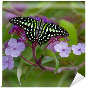 Paper Craft 2017 Butterfly Monthly Organizer Scheduler (400x400), Png Download