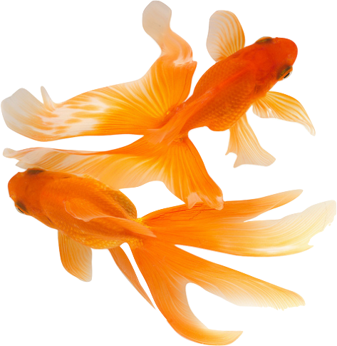 Beautiful - Golden Fish Images Hd (473x485), Png Download