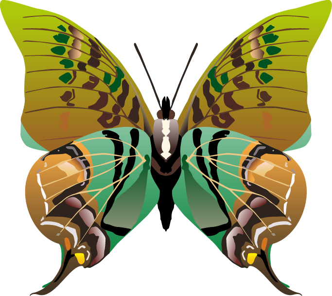 50 Butterflys Vector Art - Lepidoptera (683x609), Png Download